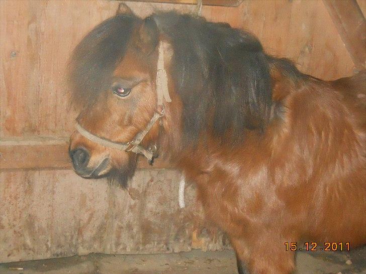 Shetlænder Spivrit<3 - 15) billede 15