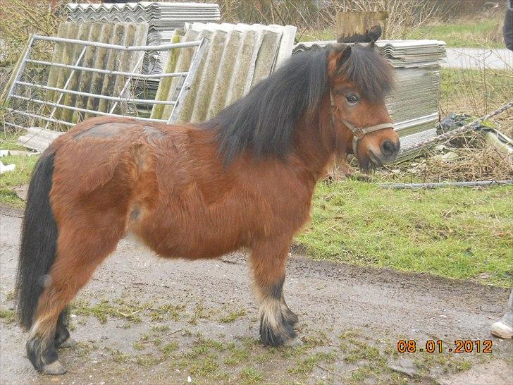 Shetlænder Spivrit<3 - 16) NYT billede 16