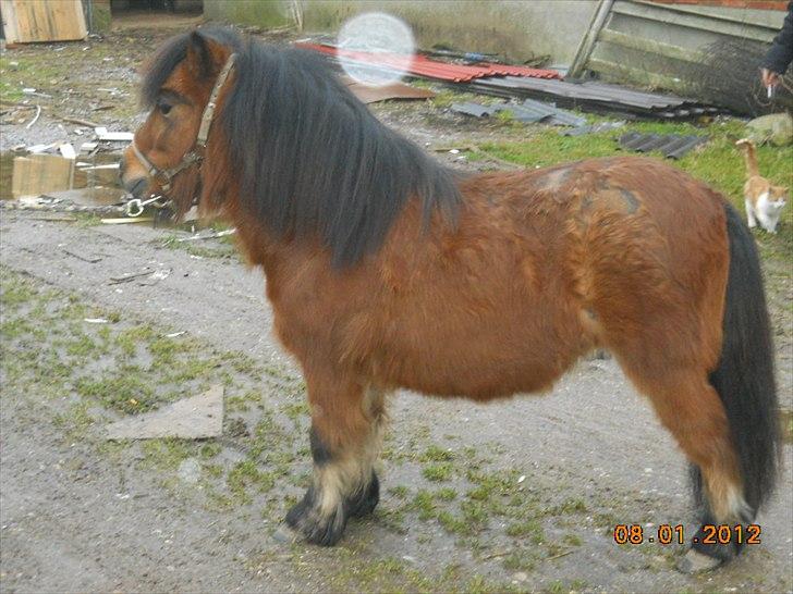 Shetlænder Spivrit<3 - 17) NYT billede 17