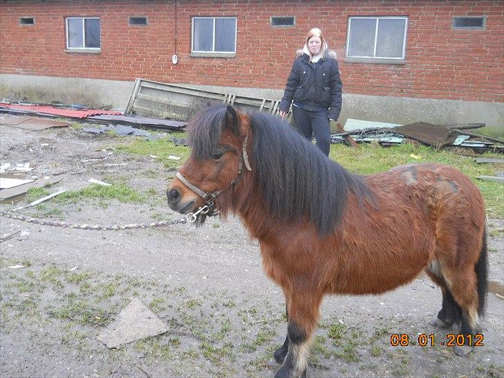 Shetlænder Spivrit<3 - 18) NYT billede 18
