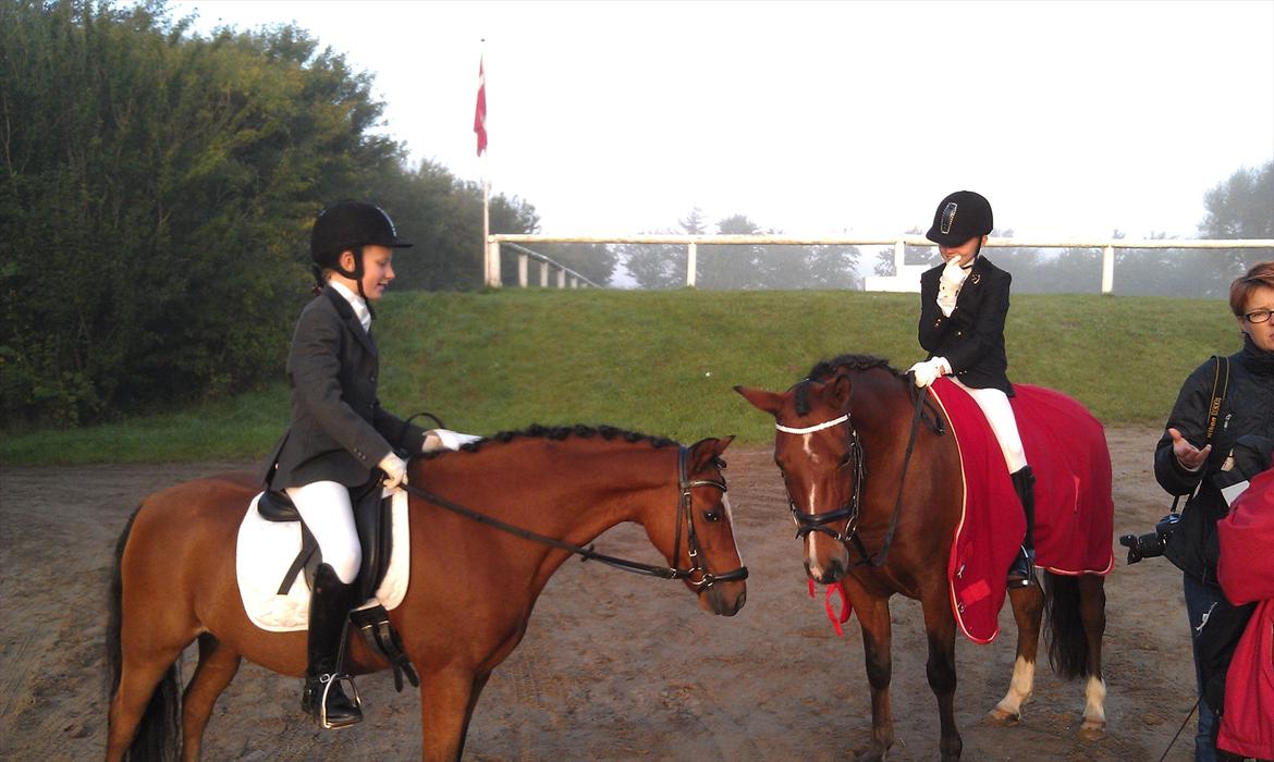 Welsh Pony (sec B) Klintholms sir Clark B-pony <33 billede 11