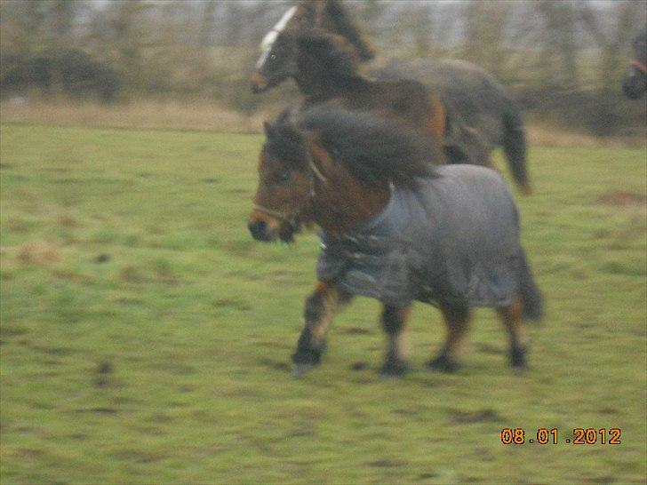 Shetlænder Spivrit<3 - 19) NYT billede 19