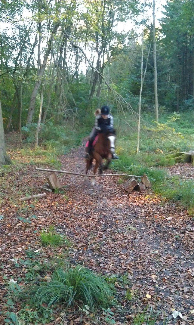 Welsh Pony (sec B) Klintholms sir Clark B-pony <33 billede 13