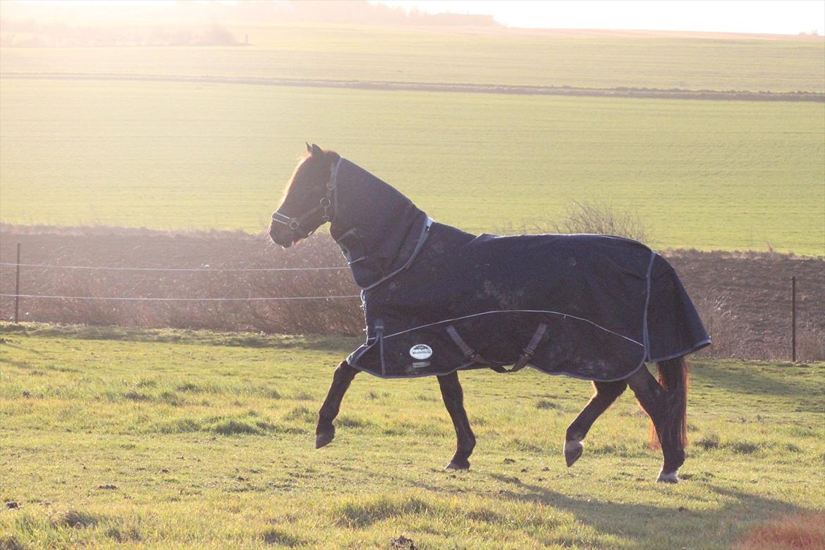 Anden særlig race Mr. Quickly B-pony - fold billed fra juleaften :)  billede 9