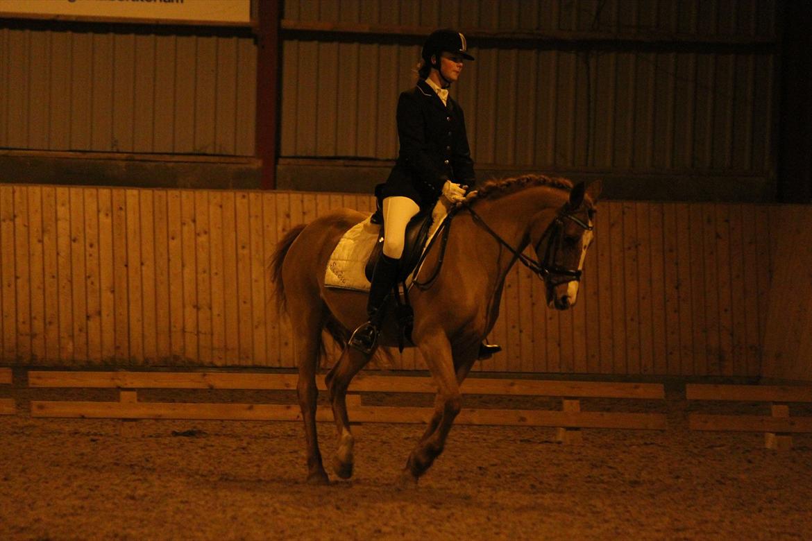 Sportsaraber (A) Bjerregårdens Sandra billede 6