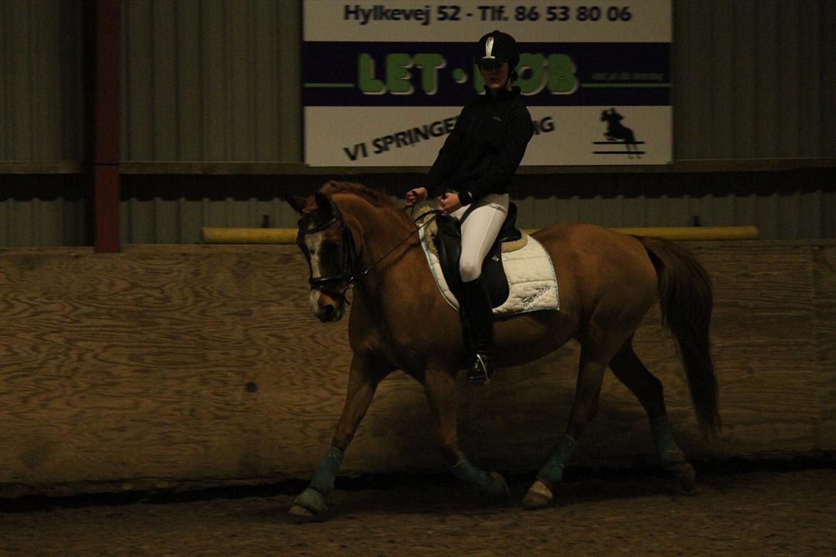 Sportsaraber (A) Bjerregårdens Sandra billede 3