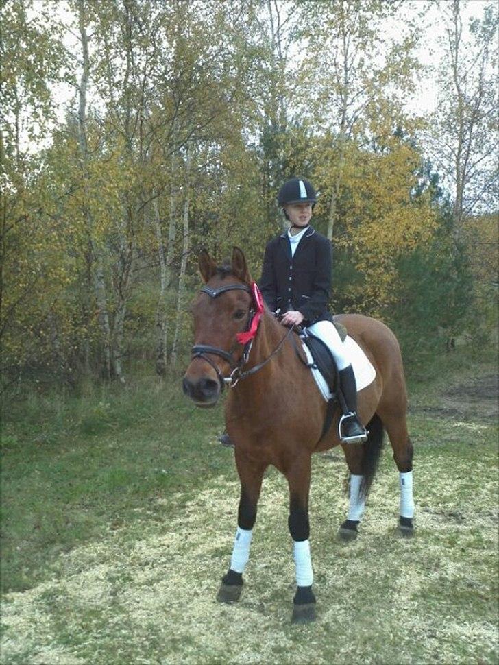 New Forest l Fair Choice Dandy<3:*' - Christinas og Dandys anden dressur stævne, hvor de vandt :'DD<3 billede 15