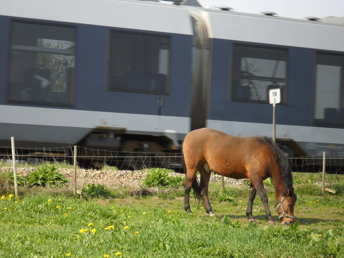 New Forest l Fair Choice Dandy<3:*' - LIdt kold for toge er han da? XDD billede 19