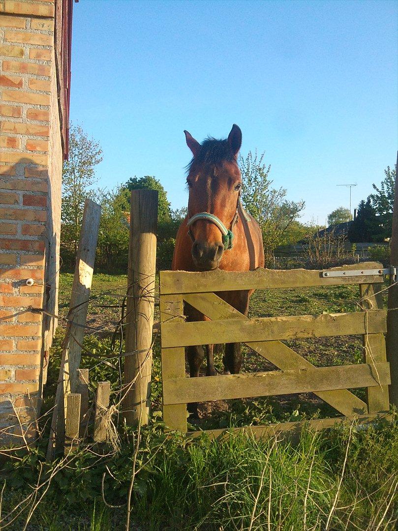 New Forest l Fair Choice Dandy<3:*' - Dandy i foråret 2011. 
Den sidste aften hos Helle, hvor vi på det tidspunkt havde stået i lidt over 2 år. 
Helt klart, en tid som jeg tænker tilbage på med en smil på læben.
En tid som jeg aldrig vil glemme <3. 
En tid, som jeg aldrig vil fortryde, vi hav billede 20