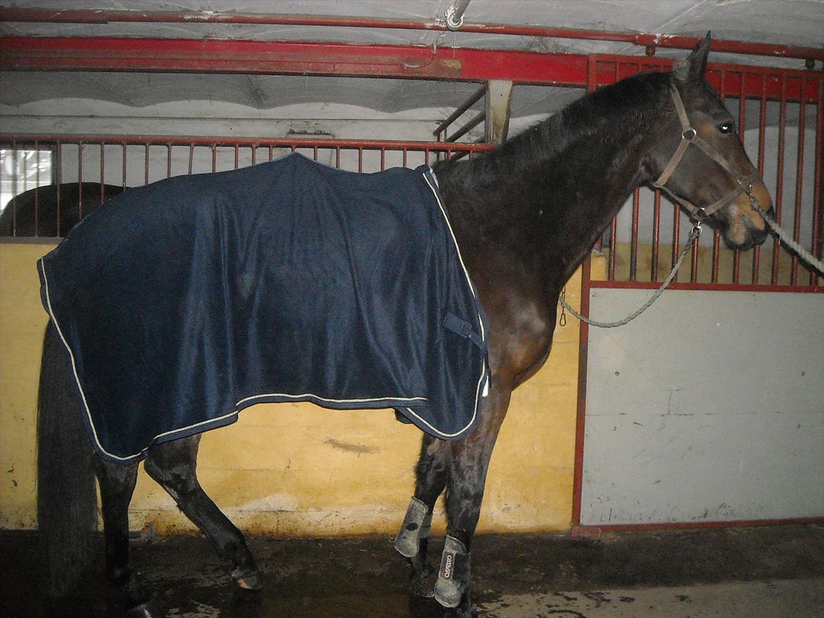 Tysk Varmblod Dolli - Klar til dagens træning :D billede 13