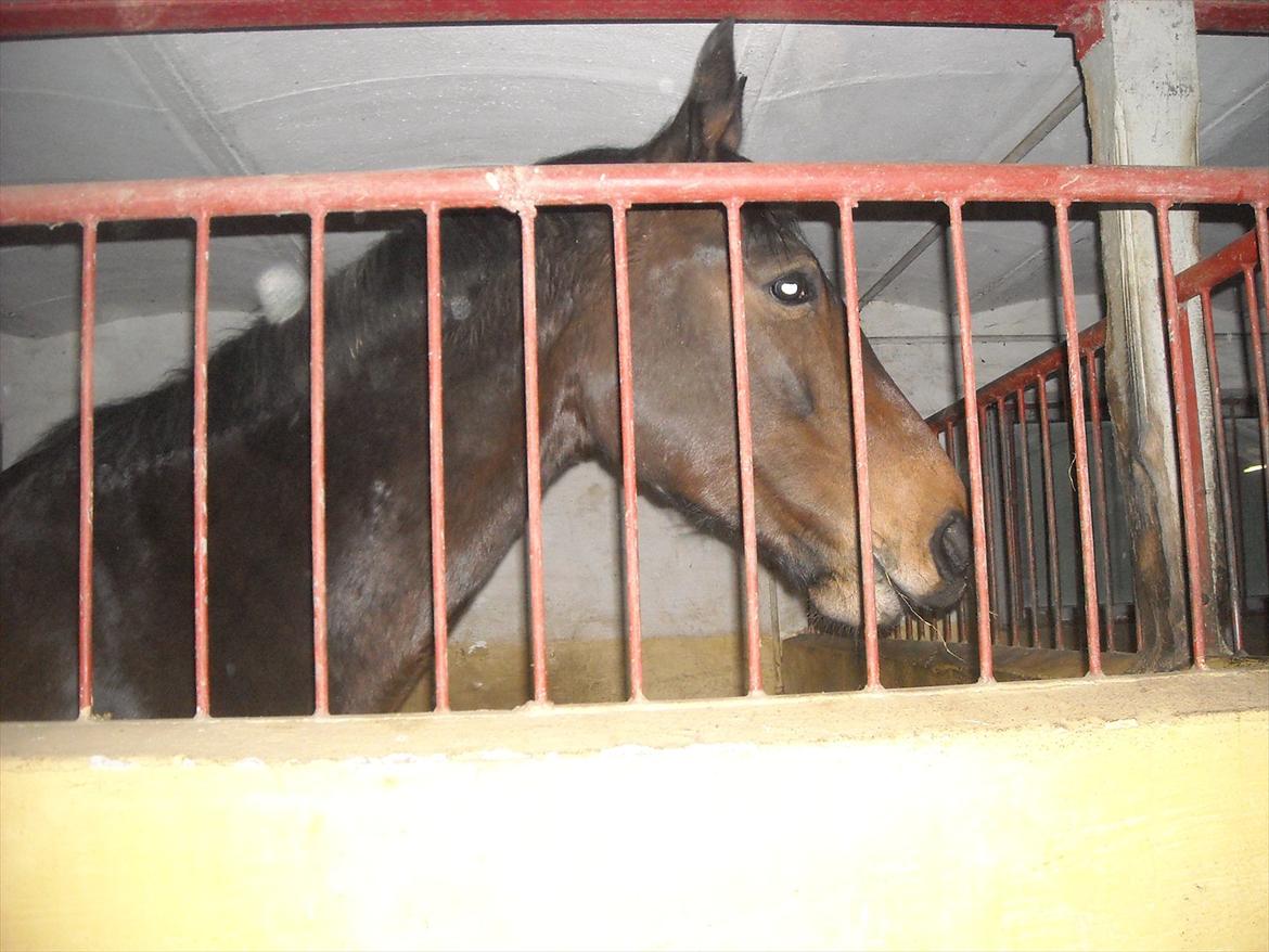 Tysk Varmblod Dolli - Dolli i boksen efter træning :D billede 14