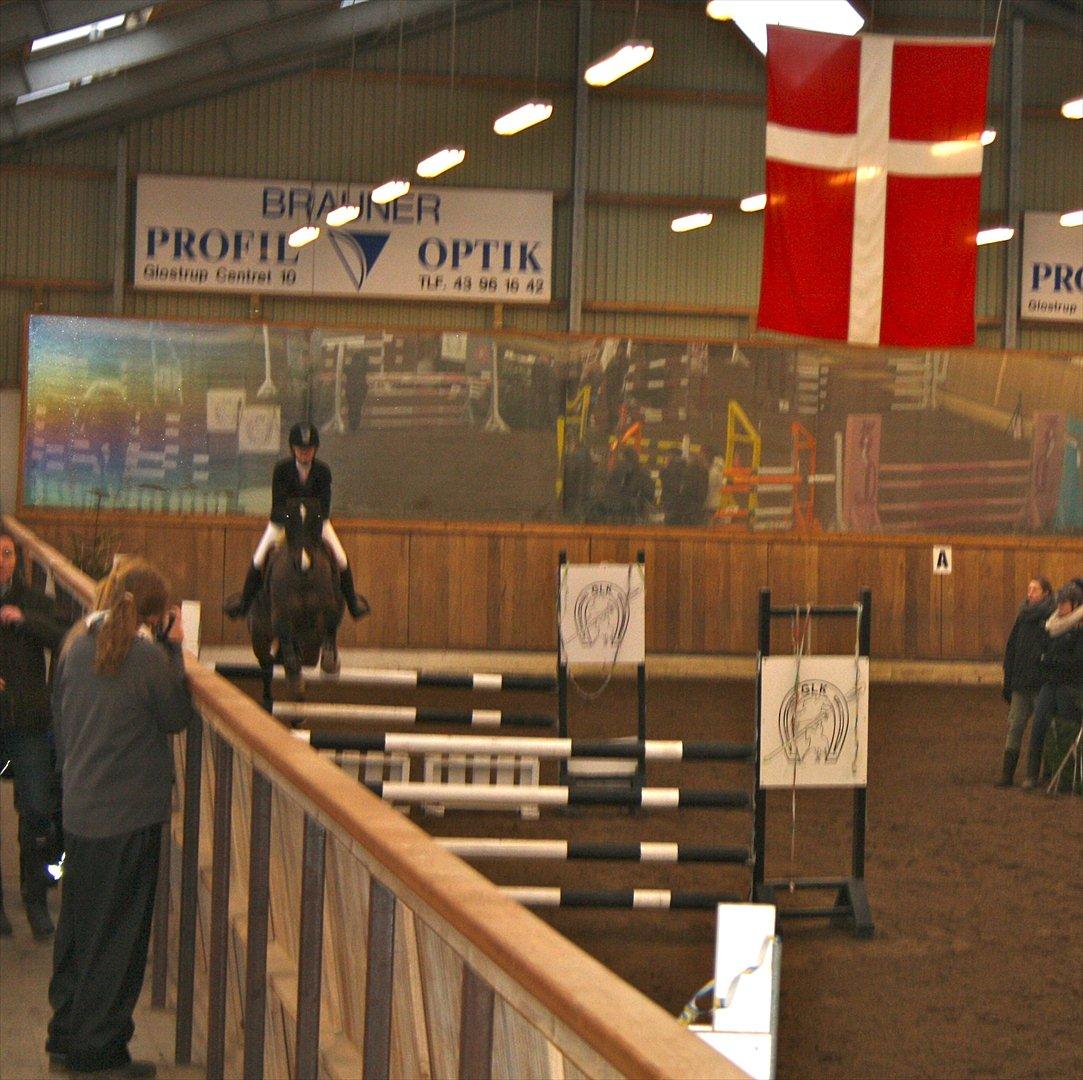Hollandsk Varmblod Sandro (Pensioneret) - Glostrup :-) billede 6