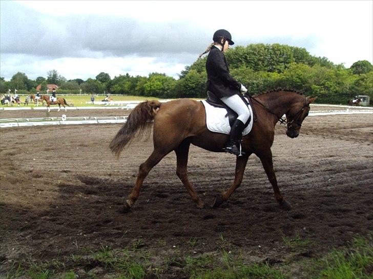 Arabisk fuldblod (OX) El Sheik Charme - Kragelund 19-6-2011 billede 9