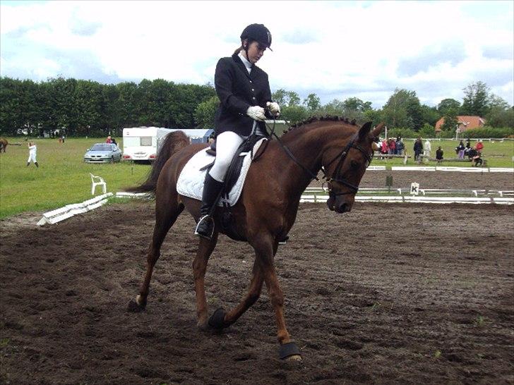 Arabisk fuldblod (OX) El Sheik Charme - Lille araber ;D Kragelund 19-6-2011 billede 10