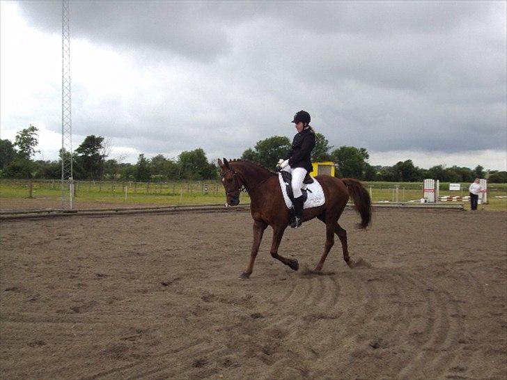 Arabisk fuldblod (OX) El Sheik Charme - Ladelund 26-6-2011 billede 11