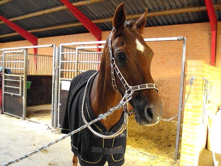 Arabisk fuldblod (OX) El Sheik Charme - Klar til afgang :D billede 12