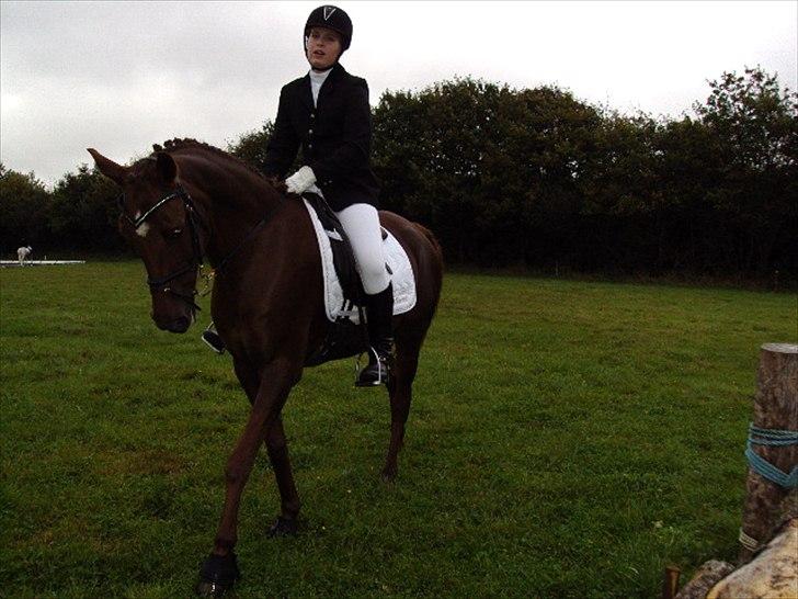 Arabisk fuldblod (OX) El Sheik Charme - Sheiken er super klar til at ride :D (mere end man kan sige jeg ser ud til) billede 13