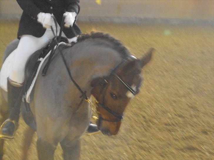 Arabisk fuldblod (OX) El Sheik Charme - Tobøl 17-12-2011 billede 14