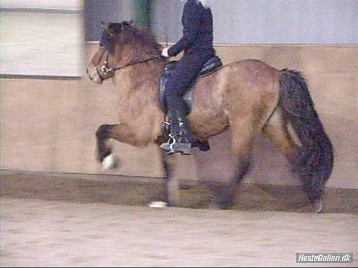 Islænder Hektor frá Litlu-Sandvík - Hektor i tølt. Det er Simone Bunzel der rider her, og billedet er også lånt af hende. BIlledet er ca. 1,5 år gammelt. billede 1