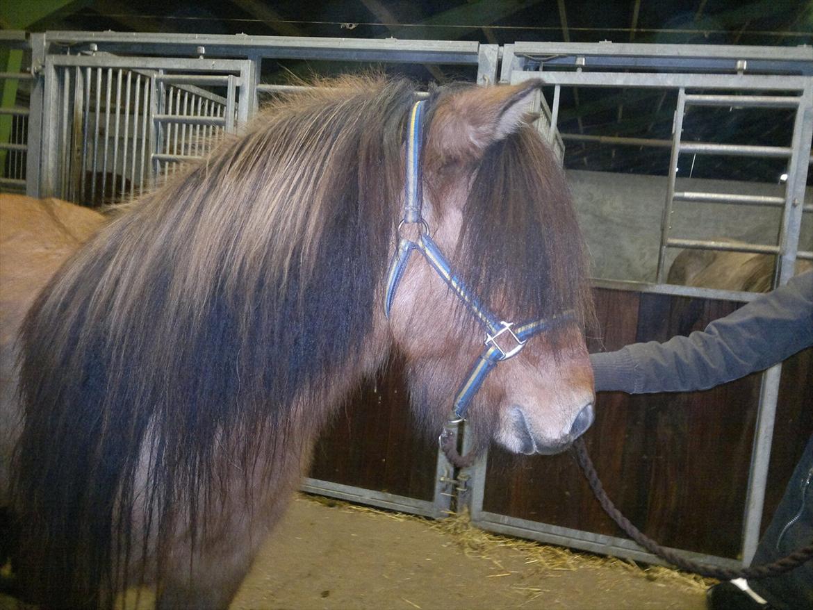 Islænder Hektor frá Litlu-Sandvík billede 2