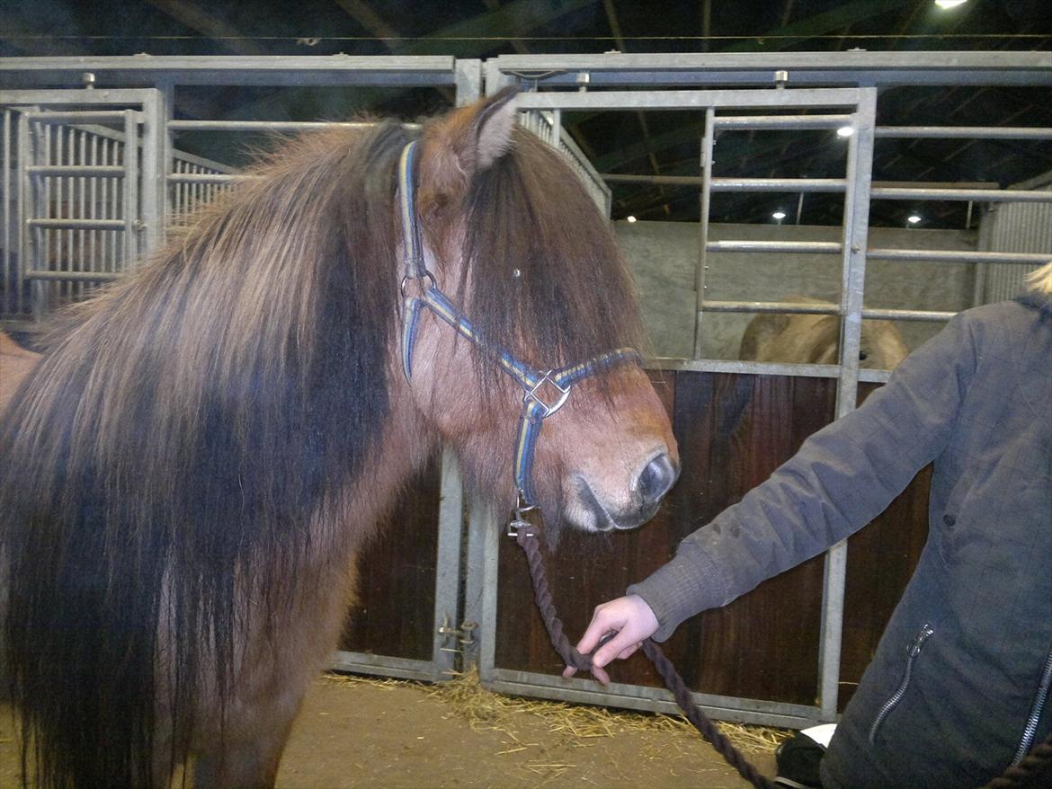 Islænder Hektor frá Litlu-Sandvík billede 3