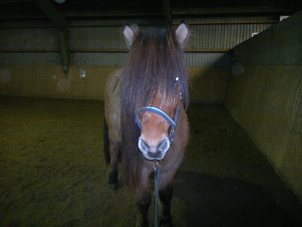 Islænder Hektor frá Litlu-Sandvík - Smukke Hektor :-) billede 4