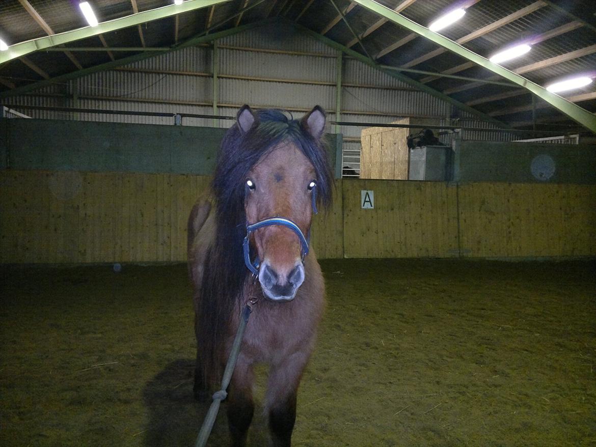 Islænder Hektor frá Litlu-Sandvík billede 5