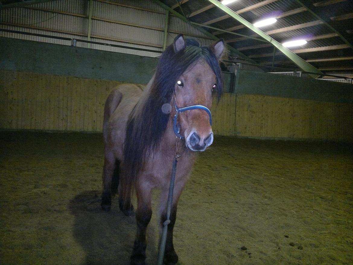 Islænder Hektor frá Litlu-Sandvík billede 6