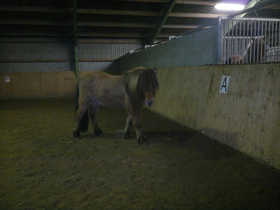 Islænder Hektor frá Litlu-Sandvík billede 7