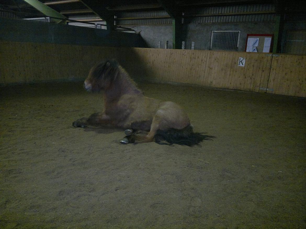 Islænder Hektor frá Litlu-Sandvík billede 8