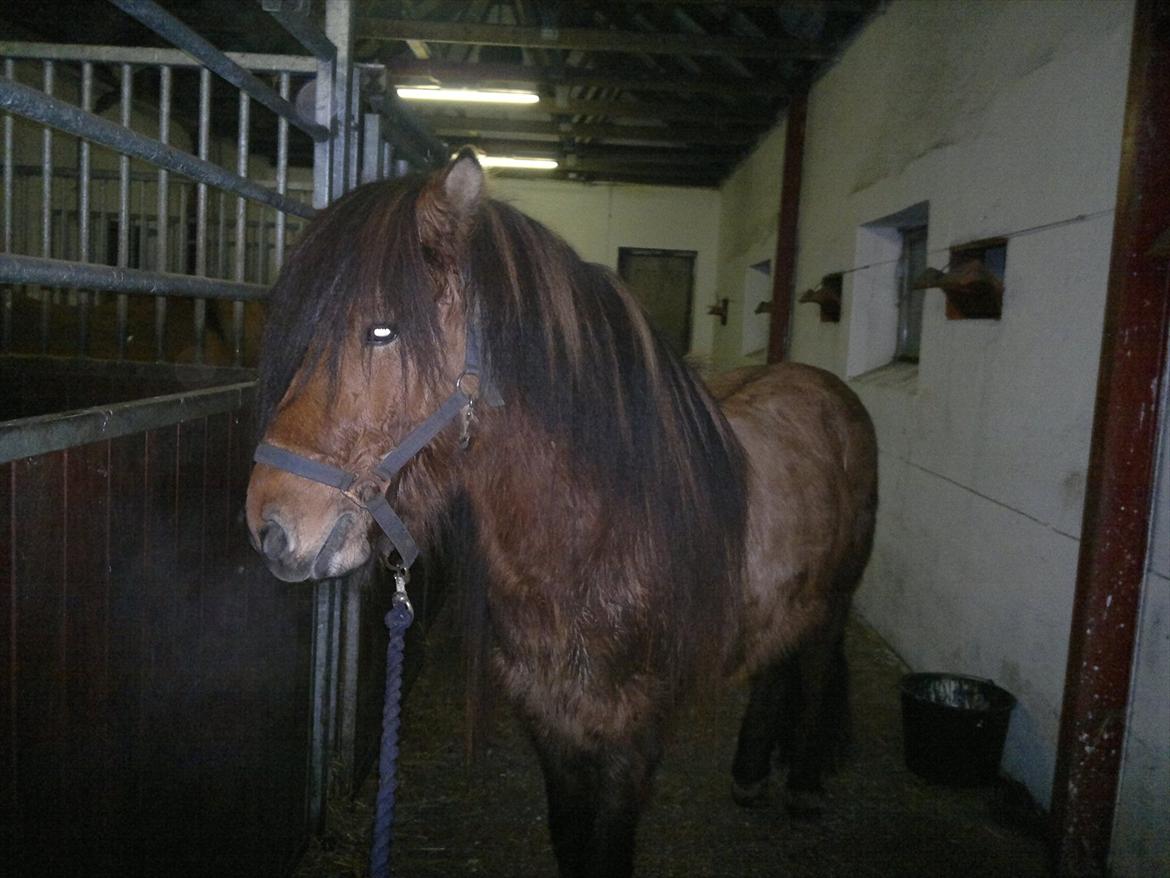 Islænder Hektor frá Litlu-Sandvík - En lille våd Hektor, der lige er ved at få lavet dobbelt man ;-) billede 9