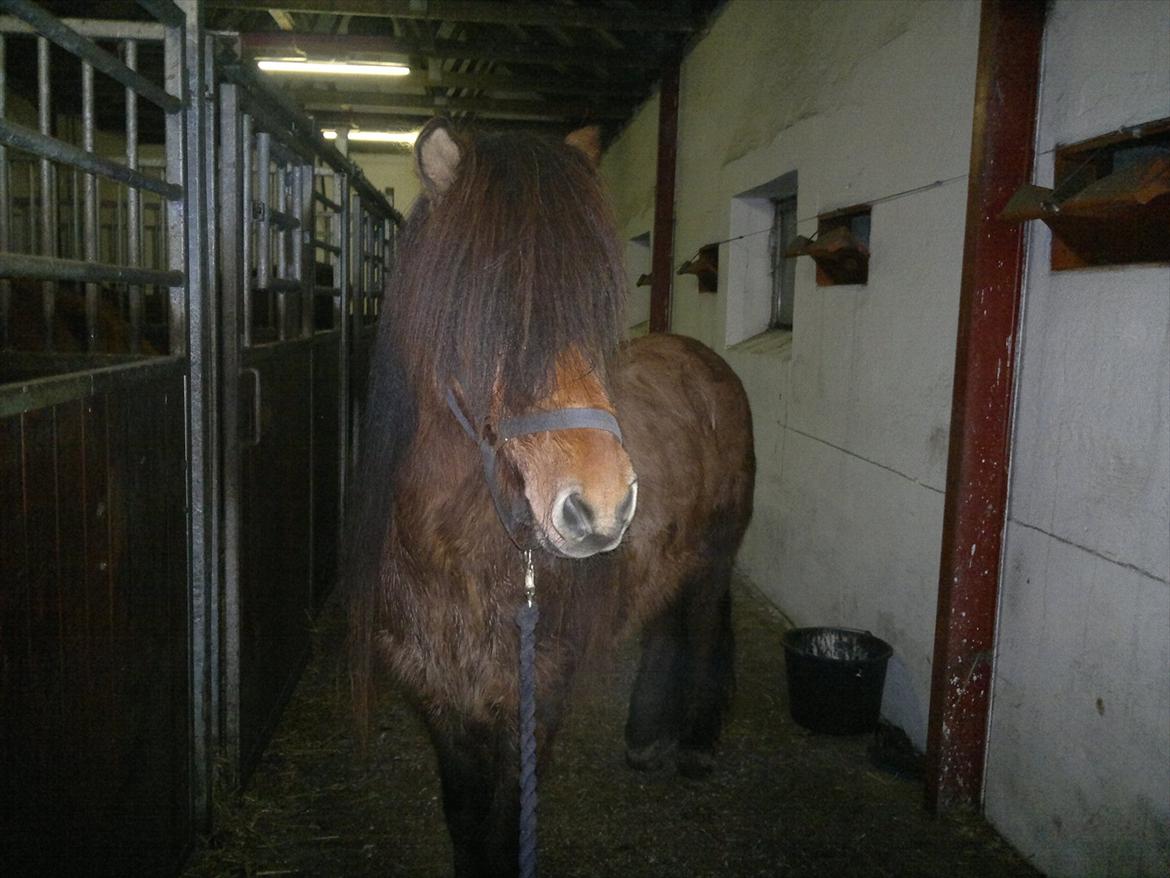 Islænder Hektor frá Litlu-Sandvík billede 10