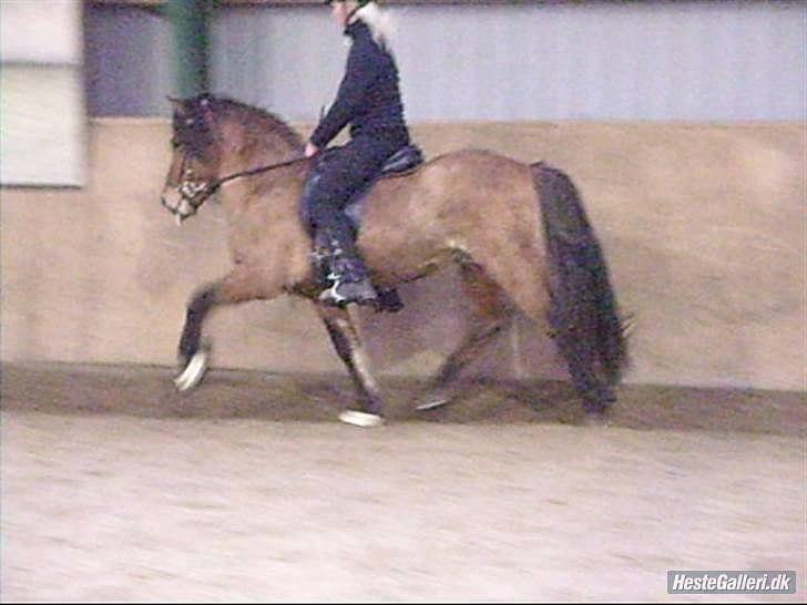 Islænder Hektor frá Litlu-Sandvík - Hektor i trav. Igen er det Simone der rider ham her dengang hun havde ham. :-) billede 11