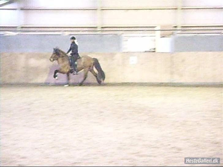 Islænder Hektor frá Litlu-Sandvík - Tølt med Simone Bunzel :-) billede 12