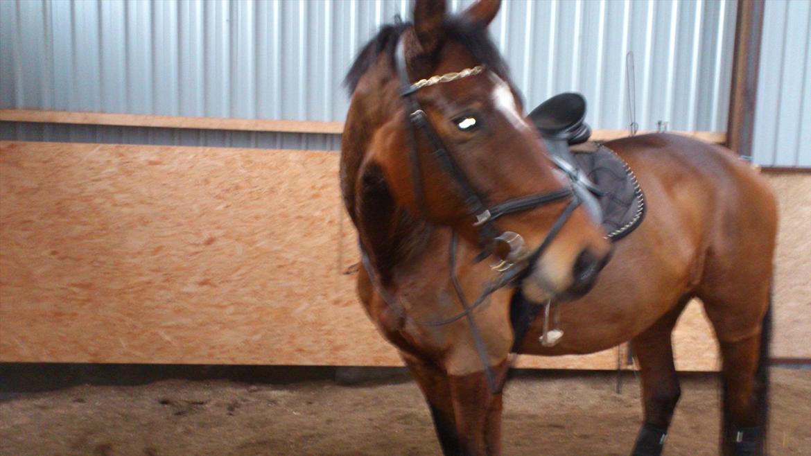 Trakehner Papaya Runehøj billede 8