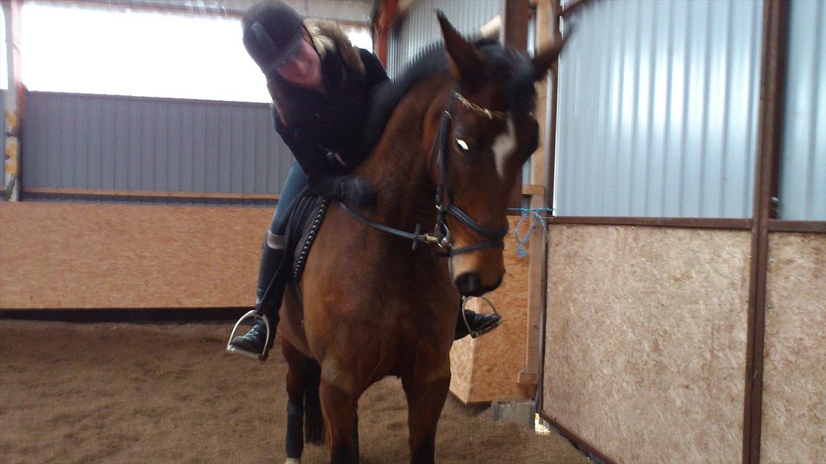 Trakehner Papaya Runehøj billede 9