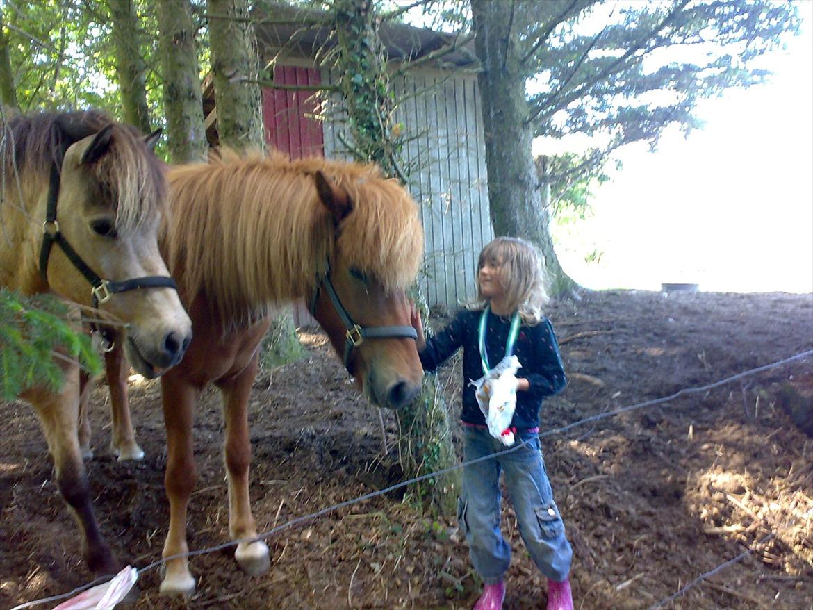 Islænder Príns - mig og Príns billede 1