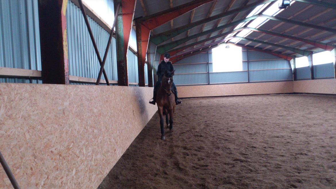 Trakehner Papaya Runehøj billede 10