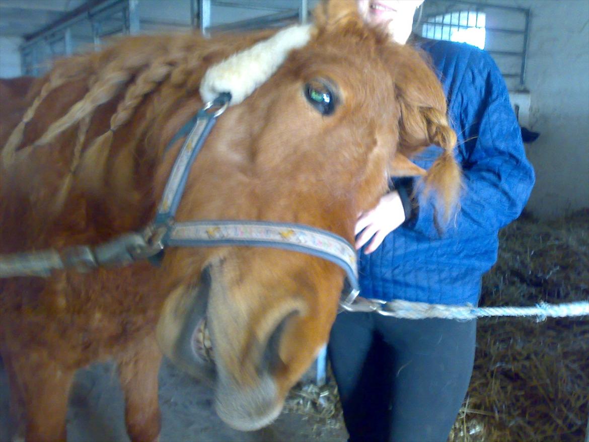 Islænder Príns - min mor og Príns billede 2