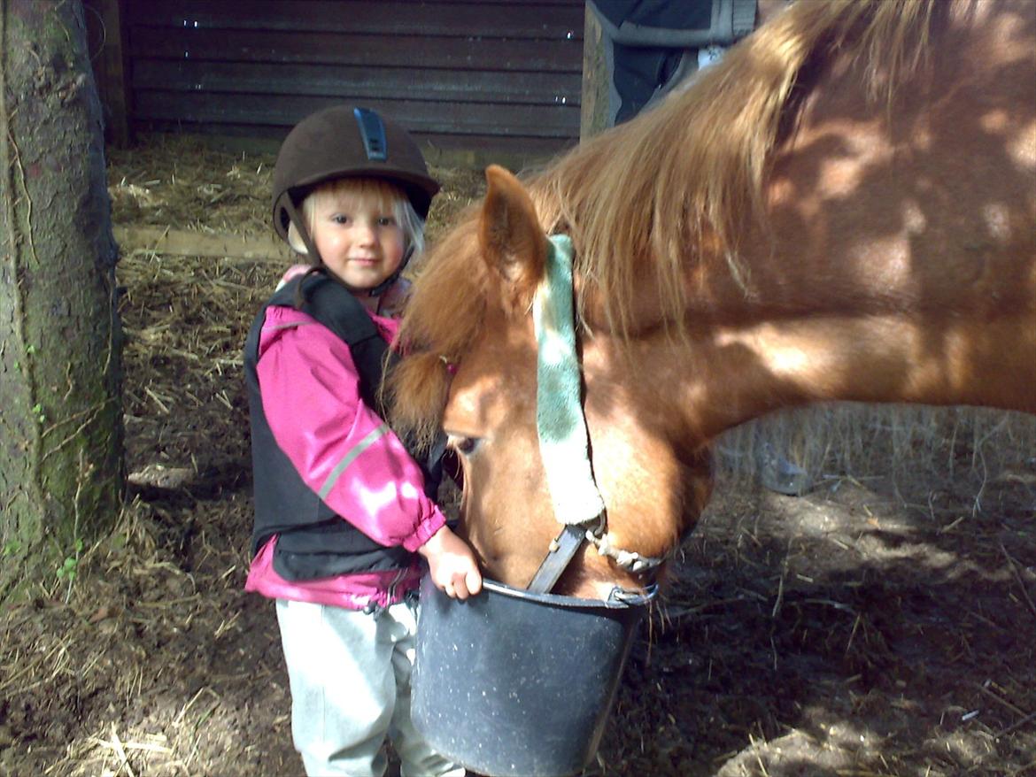 Islænder Príns - min lillesøster og Príns billede 3