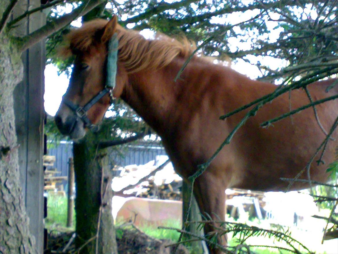 Islænder Príns - Príns står og sover billede 4