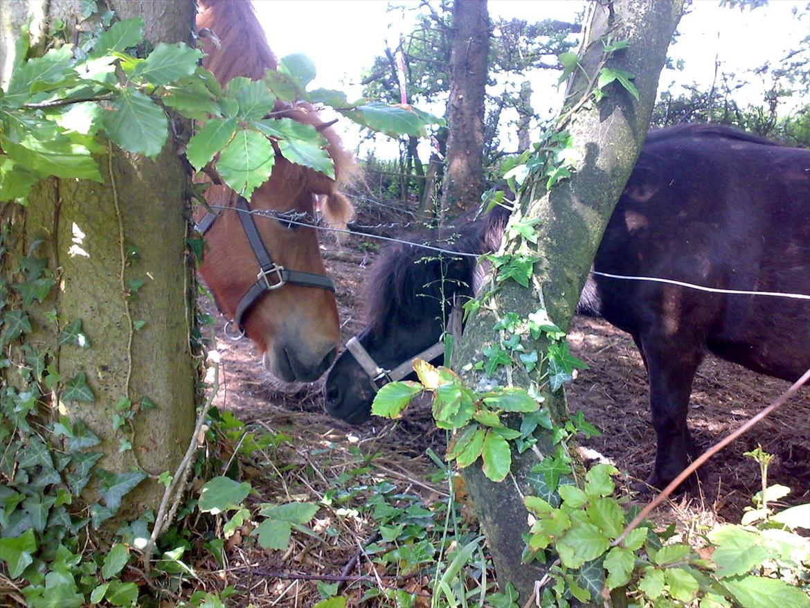 Islænder Príns - Príns og min Jordbær Marie billede 5