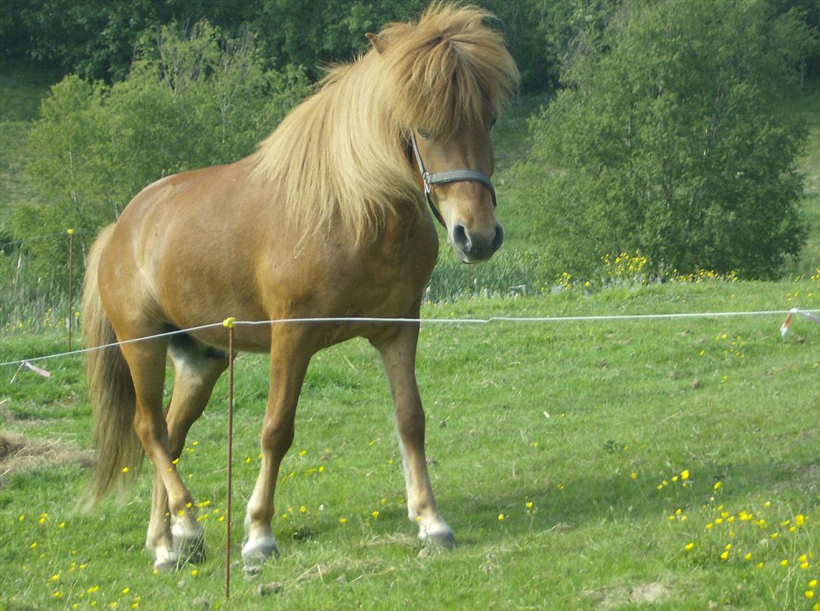 Islænder Príns - Flotte fyr billede 6
