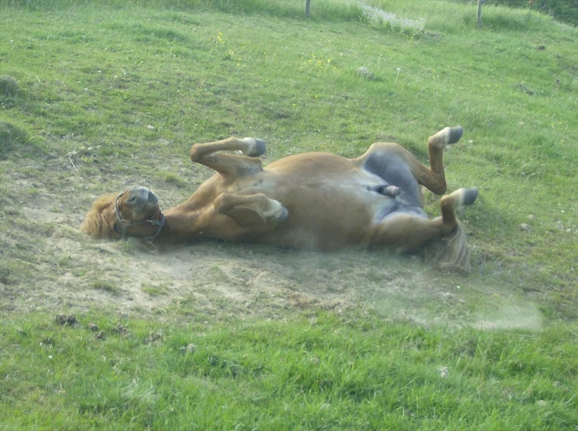 Islænder Príns - Príns ruller rundt billede 7
