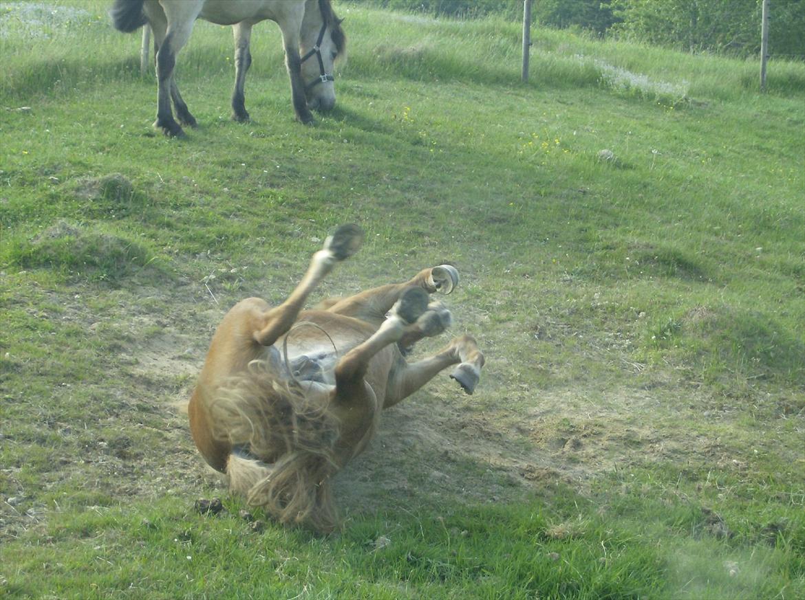 Islænder Príns - her har han benene helt op af billede 8