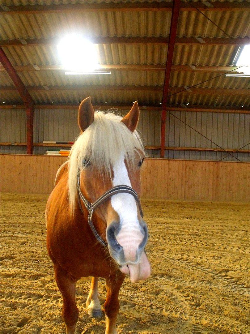 Tyroler Haflinger <3 partner <3  i miss you!!! <3 :´( - Savner dig basse mand!<33:** jeg VIL! have dig tilbage!!<33:**
 billede 10