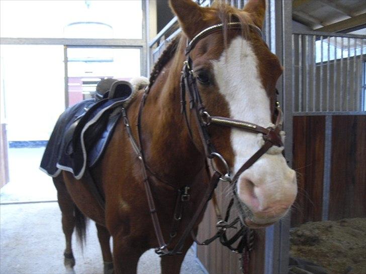 Arabisk fuldblod (OX) Lavina *DEN BEDSTE* - Søde Lavina :D Foto: CM billede 2