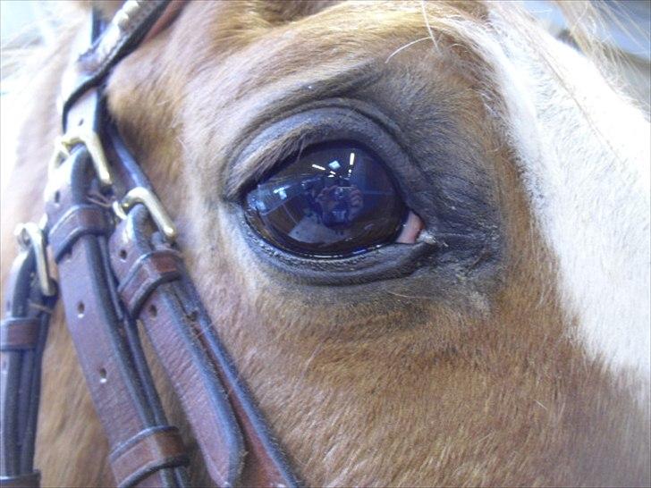 Arabisk fuldblod (OX) Lavina *DEN BEDSTE* - I love you pony <3 foto: CM billede 4