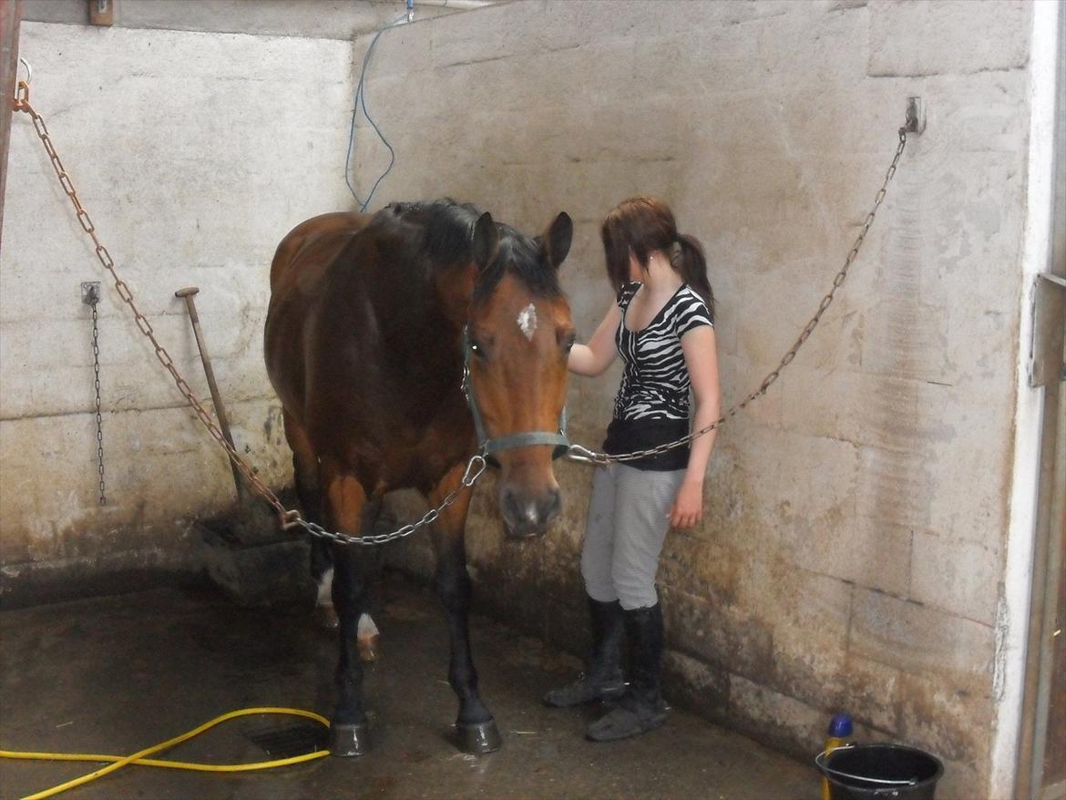 Holstener Playboy - Tidligere hest  billede 14