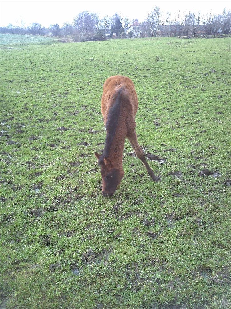 Anden særlig race Monique billede 4